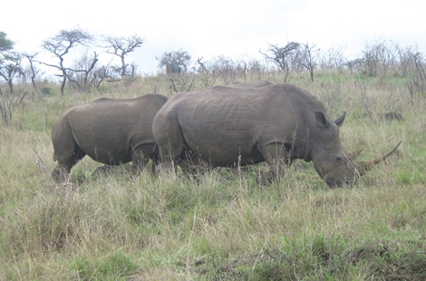 Safari Hluhluwe park- neushoorn